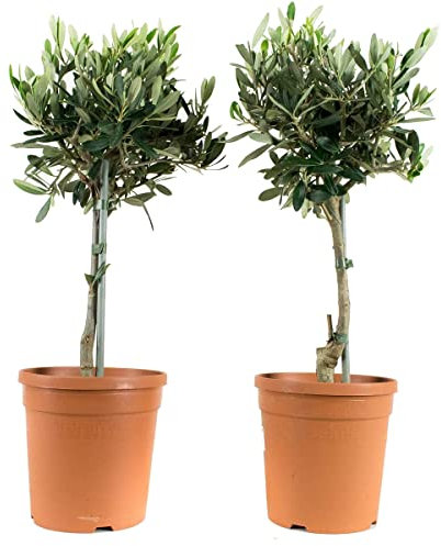 Olivo Set de 2 Árboles Naturales para Decorar el Interior del Hogar