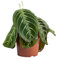PLNTS - Maranta Cat Moustache (noid) - Zimmerpflanzen, Pflanzen Echt, Nachhaltige Verpackung - 12cm Topf - Höhe 30cm - Direkt von der Gärtnerei
