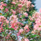 Rosa Lagerstroemia Samen 500 Kreppmyrte Blumensamen Geschenk Balkonpflanzen Lagerstroemia Indica Baum Kletterpflanzen Blumenbeet Schnittblumen Samen FrüHlingsblumen