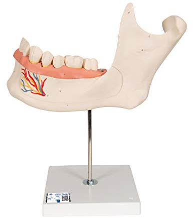 3B Scientific Menschliche Anatomie - Unterkieferhälfte, 3-fache Größe, 6-teilig + kostenlose Anatomie App - 3B Smart Anatomy