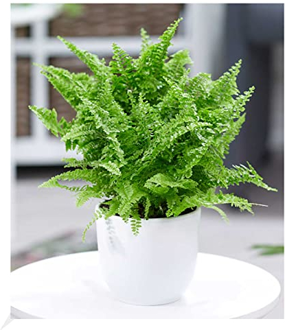 BALDUR Garten Schwertfarn Vitale, 1 Pflanze, Zimmerpflanze luftreinigend Nephrolepis Vitale Zimmerpflanze, Grünpflanze, mehrjährig - frostfrei halten