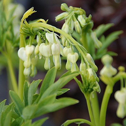 Tränendes Herz Alba - Dicentra Spectabilis - Pflanze winterhart mit herzförmiger Blüte -Herzblume im Topf von Garten Schlüter
