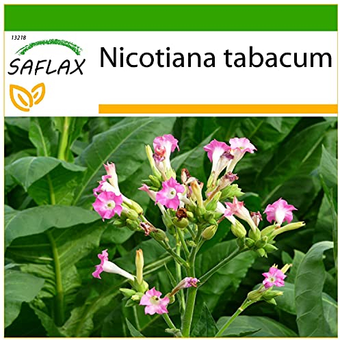 SAFLAX - Pianta del tabacco - 250 semi - Con substrato - Nicotiana tabacum