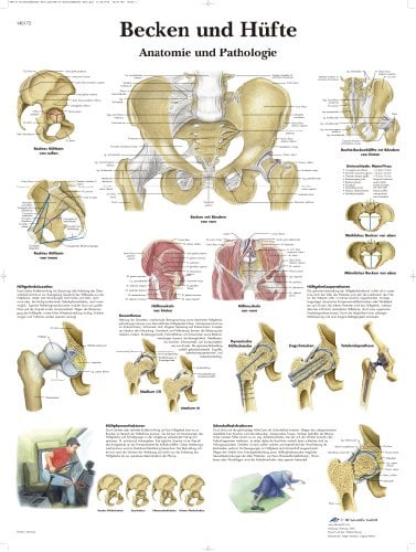 3B Scientific – Laminierte Becken & Hüfte Tafel – Anatomie & Pathologie – UV- & Staubgeschütztes Poster für Studium, Lehre & Kliniken