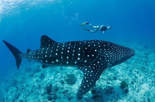 Edition Colibri WALHAI MIT TAUCHER 3-D Lentikular-Postkarte/Hologramm-Ansichtskarte Haie (10040)