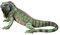 Design Toscano Iggy der Leguan Gartenstatue, Polyresin, Vollfarbe, 24 x 56 x 22 cm