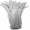 Sowder Schwanzfedern vom Hahn 11-14inch(27-35cm) Lengh Packung 50pcs(gebrochenes weiß)