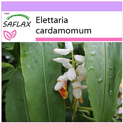 SAFLAX - Kräuter - Kardamom - 20 Samen - Elettaria cardamomum