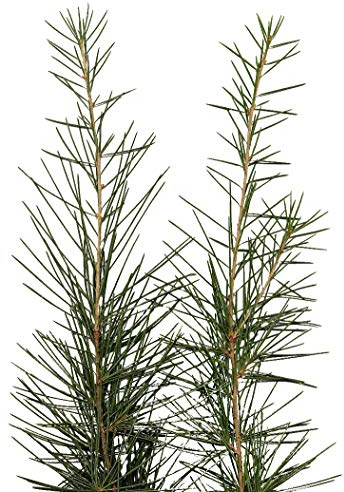 120 Samen -Himalaya-Zeder -Cedrus deodara- -Winterhart- **Bis zu 35 Meter hoch**