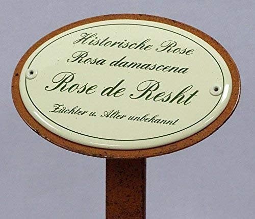 linoows Rosenschild Emaille, Historische Rose, Damaszener-Rose, Rose de Resht