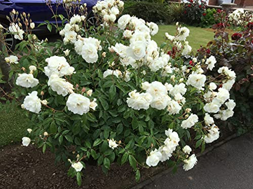 Iceberg - 5.5lt Potted Floribunda Garden Rose Bush - Huge displays of Crisp White/Cream Repeat Flowering Blooms