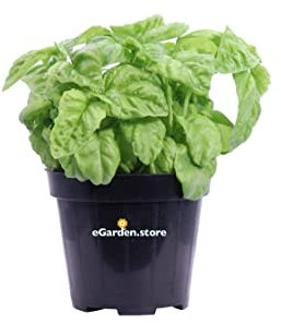 Pianta di Basilico Riccio Pianta di Basilico Napoletano Pianta di Ocimum Basilicum pianta aromatica pianta vera pianta da esterno pianta di Basilico da mangiare venduta da eGarden.store
