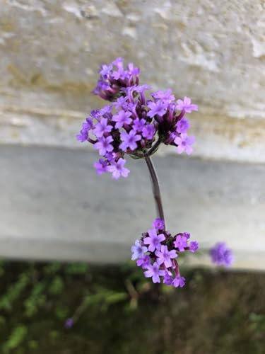 6 x Verbena Bonariensis – Millefeuille im Topf von 9 x 9 cm