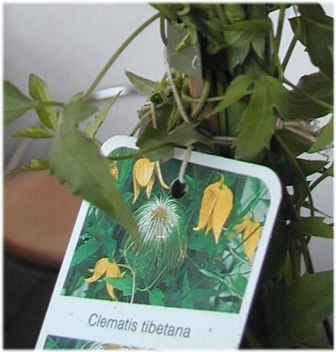 Waldrebe Wildart Clematis tibetana 80-100 cm hoch im 2 Liter Pflanzcontainer