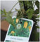 Waldrebe Wildart Clematis tibetana 80-100 cm hoch im 2 Liter Pflanzcontainer