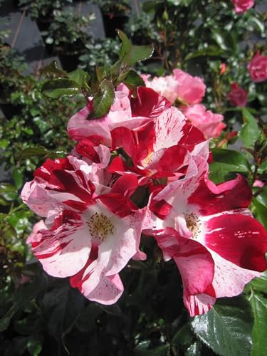 Rosa Simsalabim ® - Kleinstrauchrose Simsalabim ® - Kordes Rosen - ADR Rose