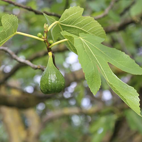 Feige Brown Turkey Sommergrüne Ficus carica Brown Turkey 2 Litertopf