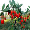 HeiÃŸe 300 GOJIBERRY Samen, Wolfberry Gou-gi-zi, Eibe, Lycium barbarum Goji Beere, Strauch Samen (essbare Frucht, Fast Growi