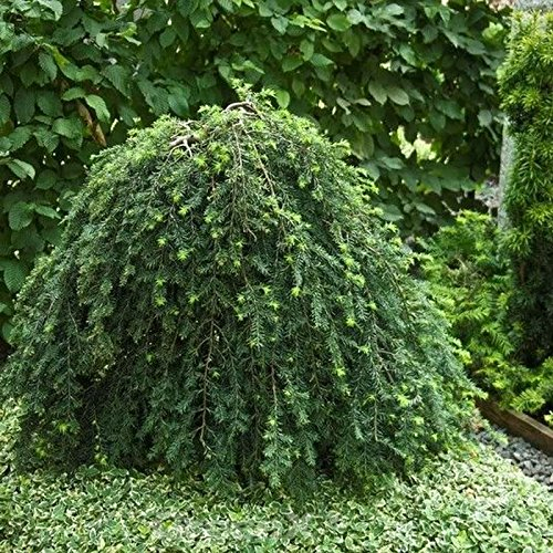 Hängende Kanadische Hemlocktanne 40-60cm - Tsuga canadensis - lebende Gartenpflanze aus den Baumschulen