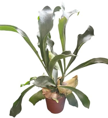 Helecho Platycerium Bifurcatum, Cuerno de Ciervo, Planta de Interior en Maceta