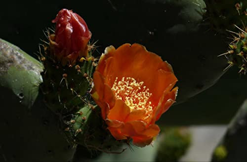 hansepuzzle 15590 - Feigen-Kaktus Puzzle 500 Teile | Natur Puzzle mit hochwertiger Puzzle Aufbewahrung: Kartonbox und Wieder verschließbarem Beutel | Puzzle-Maße: 46 x 30 cm