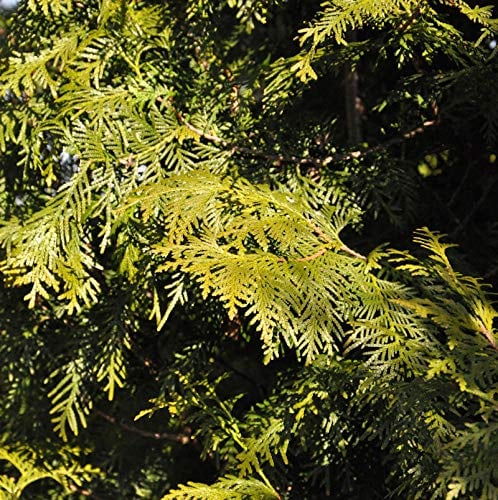 Lebensbaum Brabant 125-150cm - Thuja occidentalis - lebende Gartenpflanze aus den Baumschulen