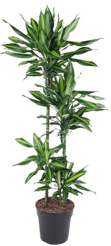 La Green Touch - Dracaena Cintho - 150 cm - ø27 - Plante d'intérieur - Pot 27cm, Hauteur 150 cm