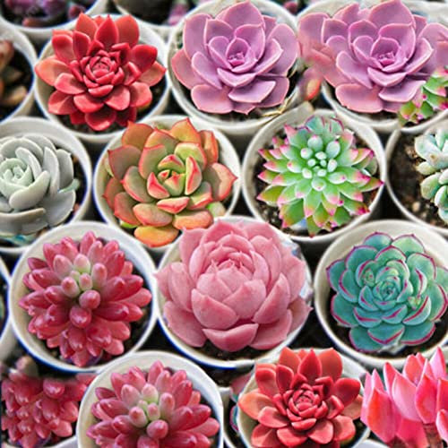 Generic 600 Pz Semi Misti Succulente Lithops Rare Pietre Viventi Bonsai Giardino Domestico Piante Per Fai Da Te Giardino All'aperto E Al Coperto… Semi di piante grasse 600 pezzi