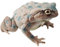 Gummi Kröte Requisite, Miniatur Frosch Figur, Frosch Statue, Frosch Modelle Spielzeug, Kröte Spielzeug Figur, Realistische Gummi Kröte Requisite Miniatur Frosch Figur für Bonsai Topf MicroLandscape