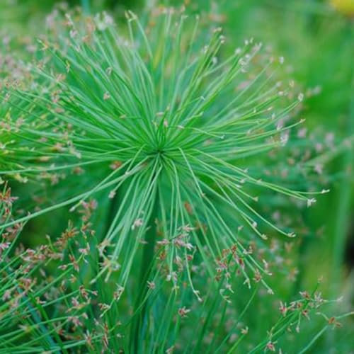 50 pcs echter papyrus samen, bienenweide, topfpflanzen für draußen, papyrus pflanze kaufen (Cyperus papyrus) blumenwiese, topfpflanzen echt gartenpflanzen, stauden winterhart teichpflanzen