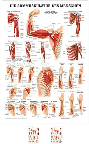 Sport-Tec Armmuskulatur Mini-Poster Anatomie 34x24 cm medizinische Lehrmittel
