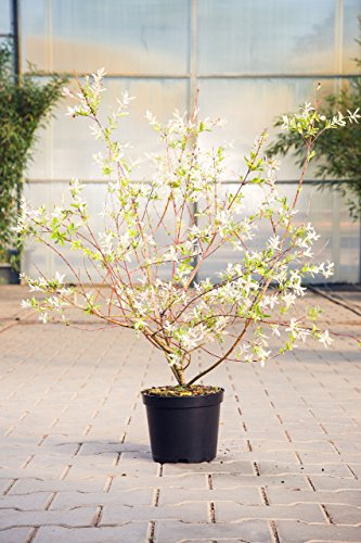 Zierweide Hakuro Nishiki, 60-100 cm, Zierstrauch winterhart-Frühblüher, Busch für Sonne-Halbschatten, Gartenpflanzen blühend, Weide, im Topf