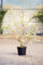Zierweide Hakuro Nishiki, 60-100 cm, Zierstrauch winterhart-Frühblüher, Busch für Sonne-Halbschatten, Gartenpflanzen blühend, Weide, im Topf