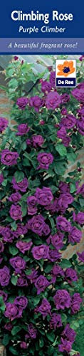 Rose Bush Purple Climbing Fragrant Bare Rooted Garden Plant Shrub Grow to 250CM