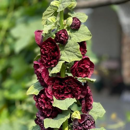 50 pcs Stockrosen Samen Winterhart Gartenarbeit Winterharte Pflanzen Für Garten Bienen Wiese Alcea Rosea - Seltene Pflanzen, Wohnzimmer Deko Pflanztöpfe Luftreinigende Zimmerpflanzen