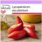 SAFLAX - Tomate - Andenhorn/Cornue des Andes - 10 Samen - Lycopersicon esculentum