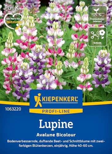 Kiepenkerl Lupinensamen Avalune Bicolour 1063220, Blumensaat | Bodenverbessernde, duftende Beet- und Schnittblume, Blumenwiese, für Beet & Schnittblumen