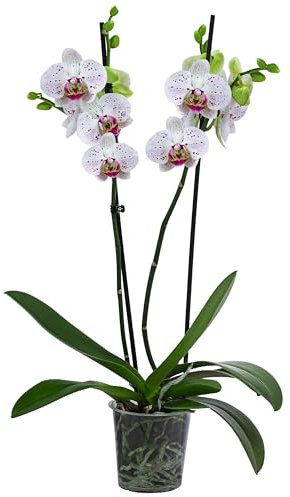 Dehner Schmetterlingsorchidee Goya, Phalaenopsis cultivars, zweitriebig, weiß-pinke Blüten, 40-50 cm inkl. Pflanztopf, Ø Topf 12 cm, Zimmerpflanze