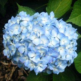 Bauernhortensie 'Gertrud Glahn' - Hydrangea Macrophylla 'Gertrud Glahn' - 25-30 cm Topf - Rote Blüten, kompakte Form
