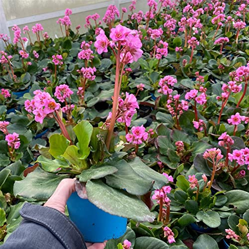 Bio Bergenie 'Rosenkristall' rosa, Top-Ø 12 cm, 3er-Set