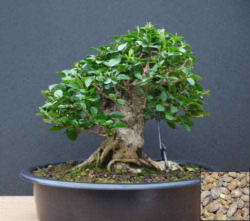 Portal Cool Ligustrum Lucidum - 30 Semi Cinesi di ligustro - Bonsai Eccellente Wh. Albero di cera n. 815
