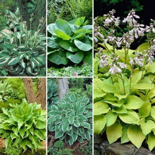 Hosta UK Now Simple Planting Perennial Mix Golden Jade Carving Feels Perfect Bulbs for Planting Now UK Strong Plants That Grow Well