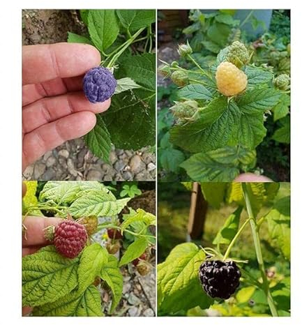 Stk - 40x Himbeeren Mix Rarität Beeren Obst Garten Pflanzen - Samen A12 - Seeds & Plants Shop by Ipsa