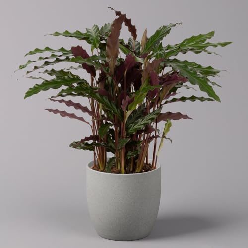 Korbmarante, Goeppertia rufibarba 'Elger Grass' syn.Calathea, Topf-Ø 17 cm