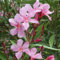 1 PIANTA DI OLEANDRO MAGALY IN VASO 17CM Nerium Oleander