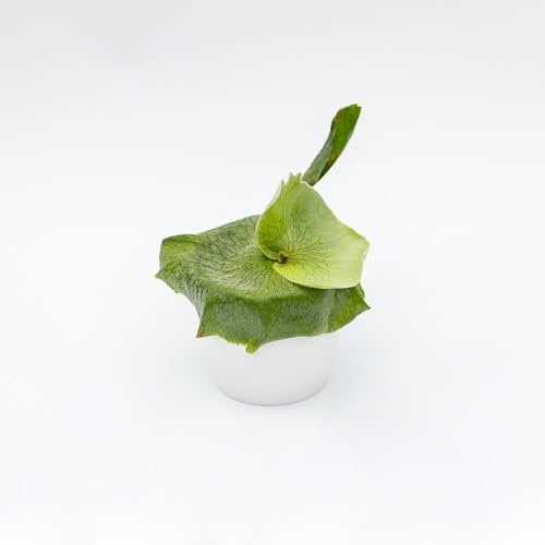 Vivai le Georgiche - Pianta vera di Platycerium superbum Platycerium grande Felce a corna di cervo - vaso Ø 12 cm - altezza alla vendita 0-5 cm