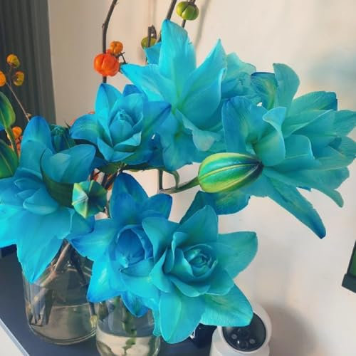 Bulbi di giglio perenni,Lilium bulbi giganti,Pianta di giglio,Crescita rapida,Facile da piantare e mantenere,Crea un giardino facilmente-2 bulbi-F