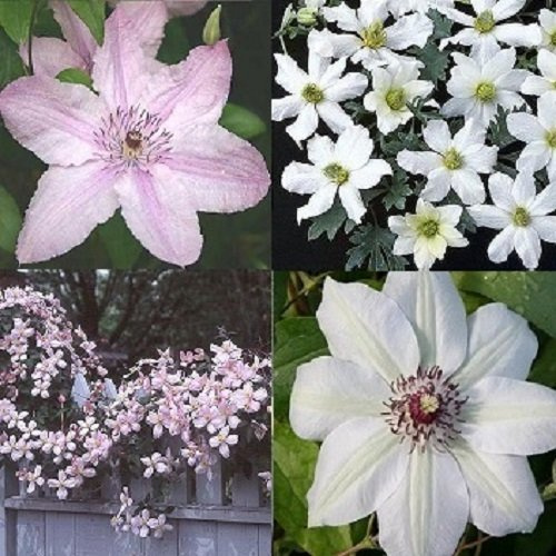 4 x Clematis Mix: Miss Bateman/Hagley Hybrid/Rubens/Early Sensation | Klematis Rosafarben Weiß mix (4 Pflanzen) - Mehrjärig und Winterhart - 1 Immergrüne Pflanze - 4 x 1,5 Liter Töpfe