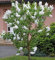 Fiederblättriger Flieder 40-60cm - Syringa pinnatifolia