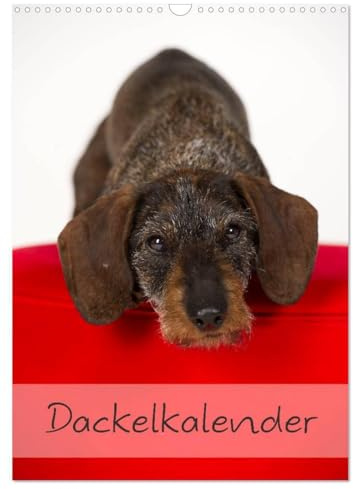Dackel (Wandkalender 2026 DIN A3 hoch), CALVENDO Monatskalender: 13 schöne Dackelmotive für das ganze Jahr (CALVENDO Tiere)